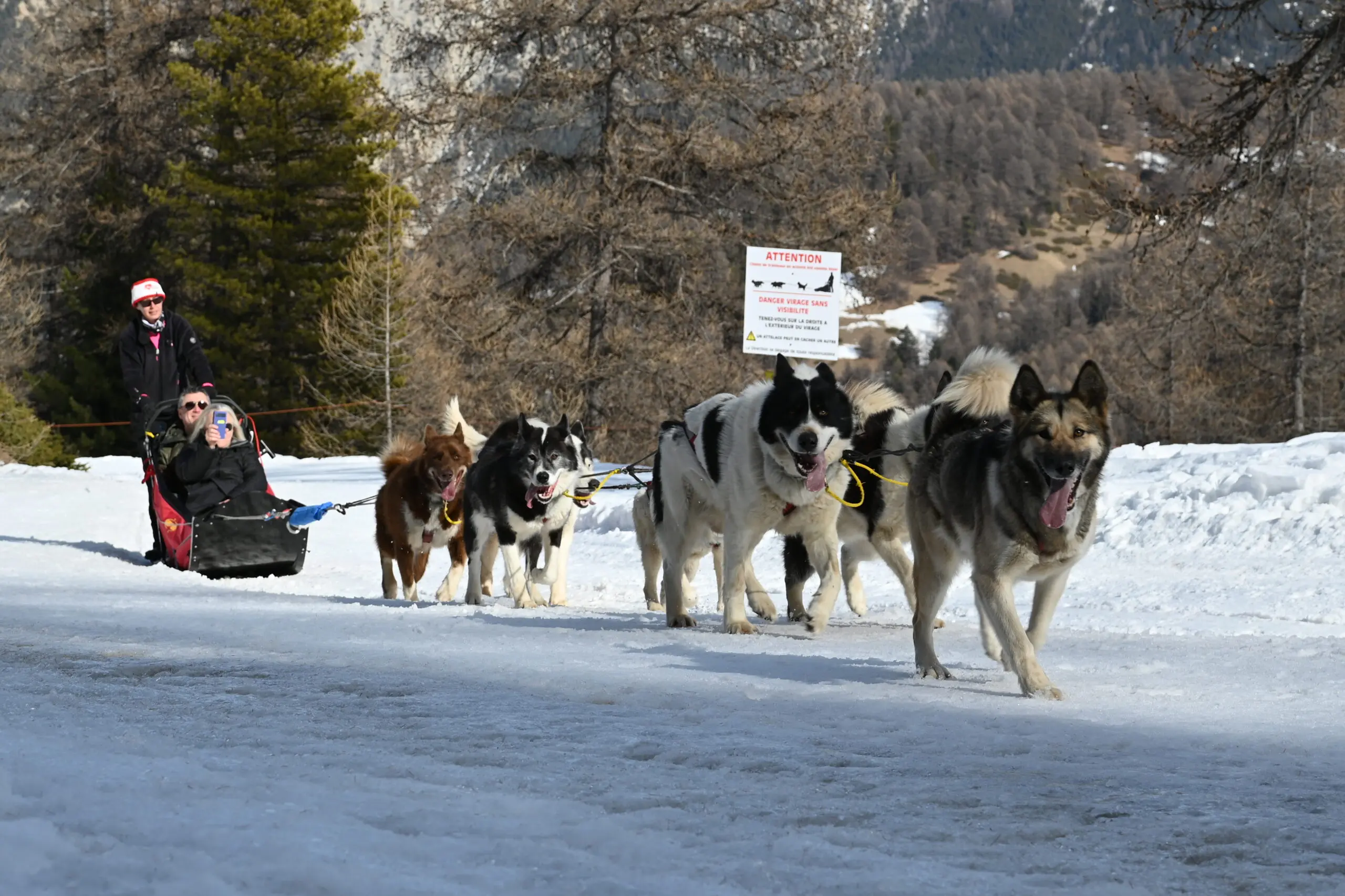 Chiens nordiques tirant un traîneau à travers la Forêt Blanche en hiver