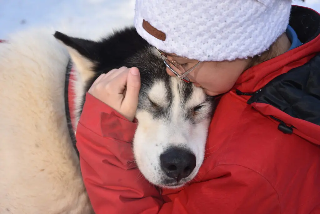 Les meilleures activités en plein air à faire avec des chiens, été comme hiver ! 6 Chiens de traîneaux dans les Alpes avec un musher, cadre alpin en été et en hiver.