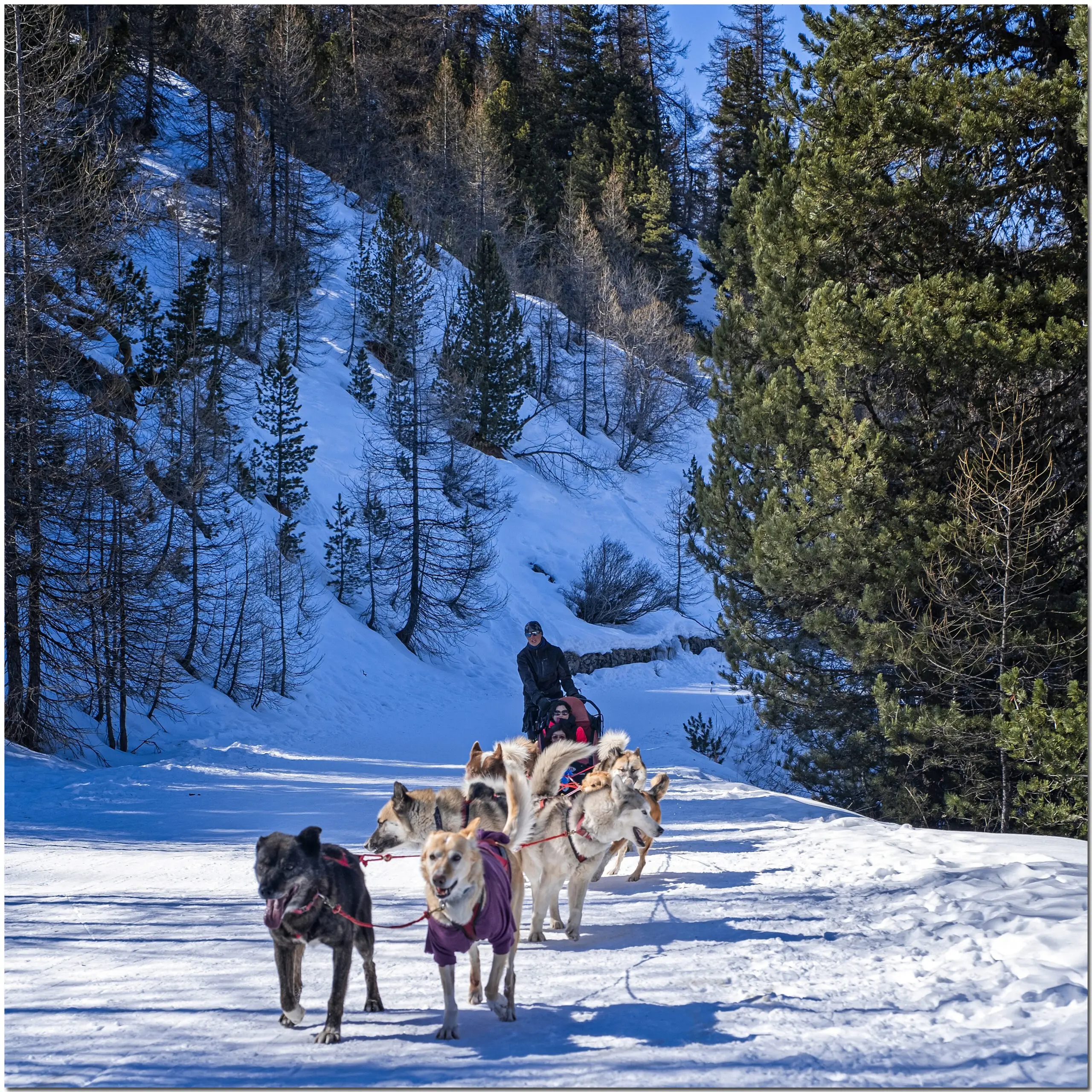 Balade en traîneau à chiens dans les Alpes, guidée par un musher expérimenté