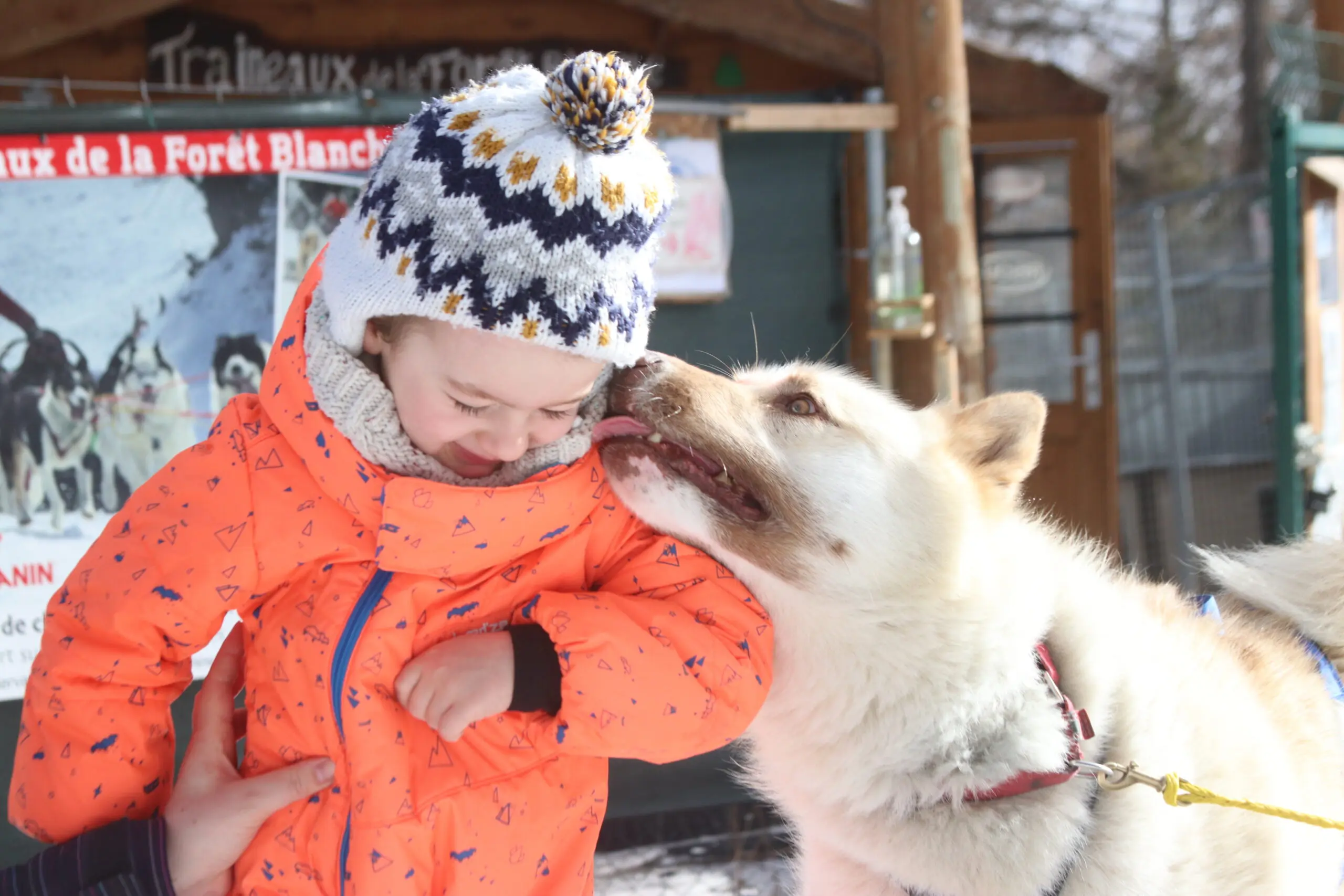 Enclos des chiens nordiques avec des visiteurs découvrant leur quotidien