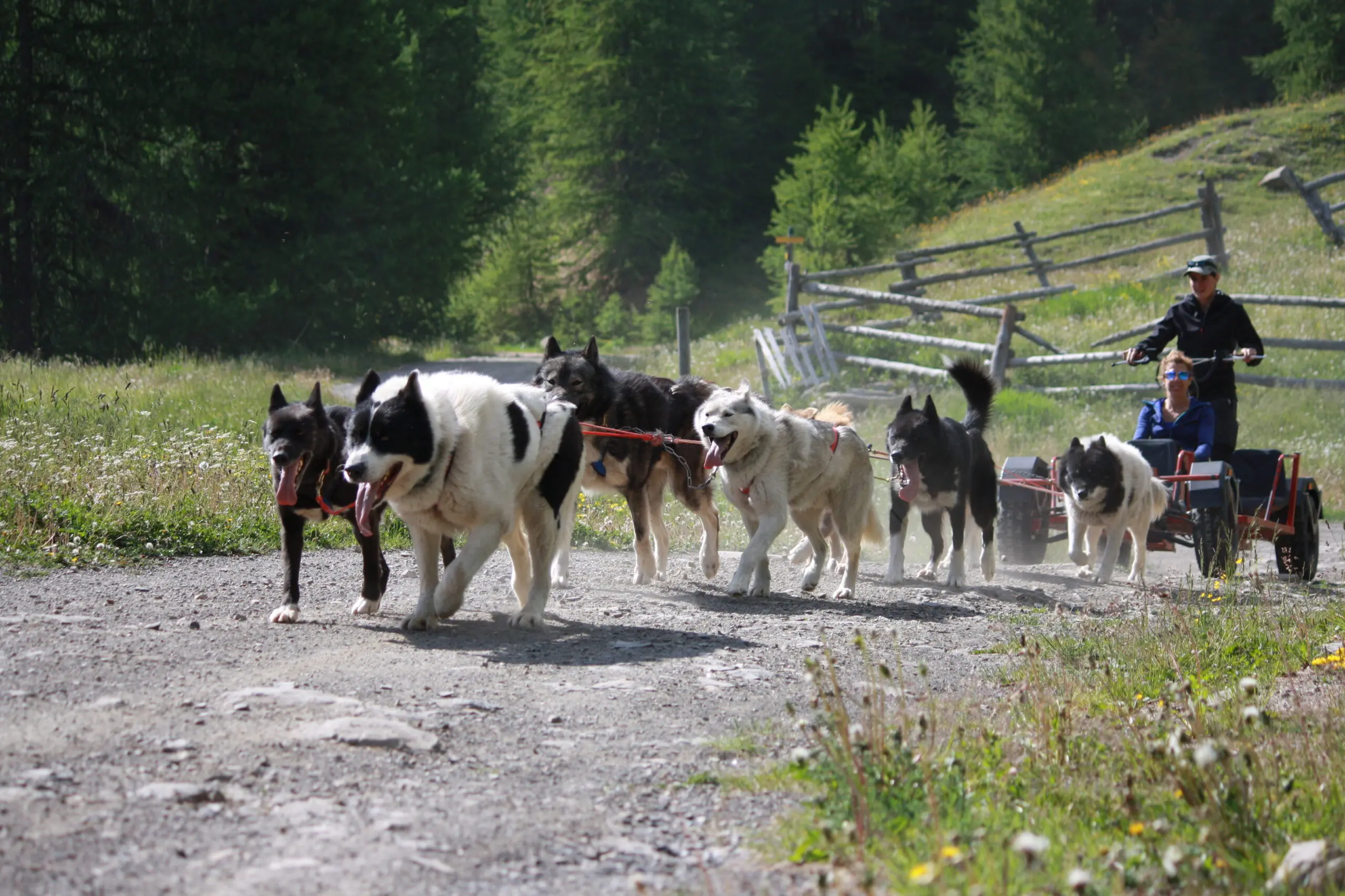 Famille explorant les montagnes des Alpes avec des chiens nordiques, hors neige
