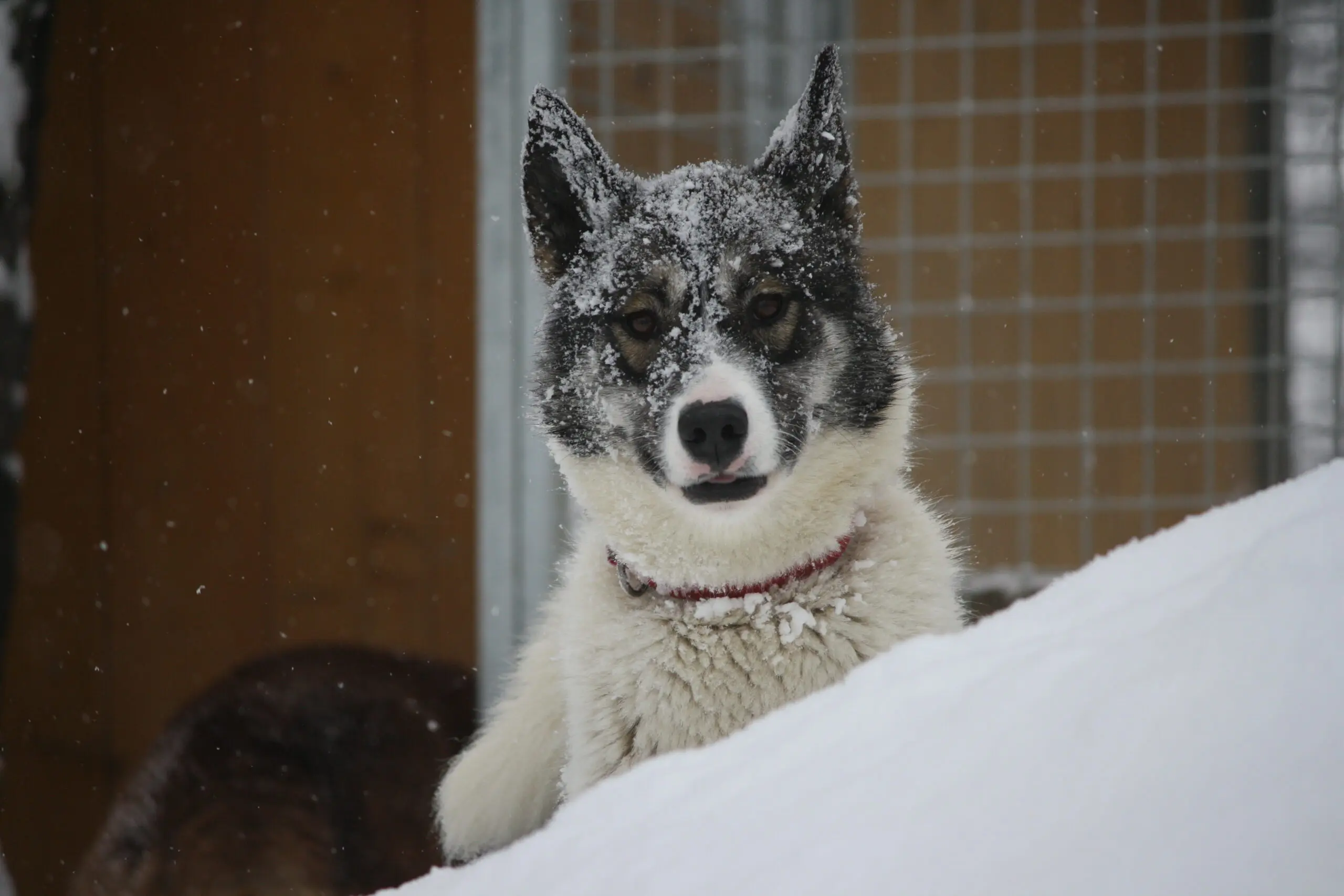Chenil des chiens nordiques de la Forêt Blanche avec vue sur les montagnes