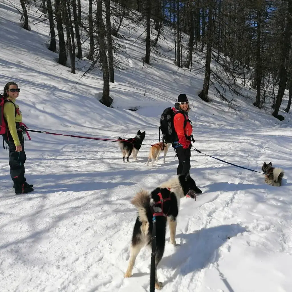 5 activités incontournables à faire à Risoul : des balades en traîneaux à la médiation animale pour toute la famille. 4 165319368 750465518998295 664659599983223869 n