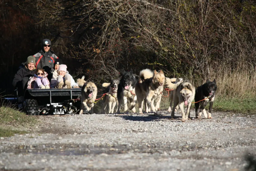 Vivez l’été autrement dans les Hautes-Alpes avec nos chiens de traîneau 🐾 1 Un attelage de cani-kart avec une famille dessus
