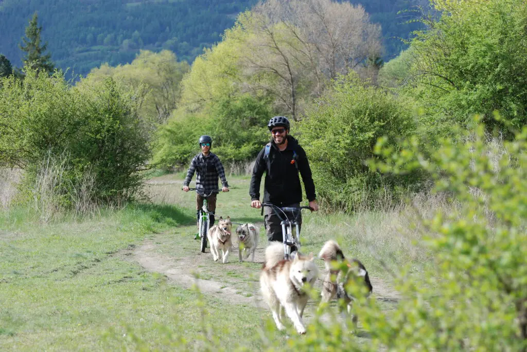 Vivez l’été autrement dans les Hautes-Alpes avec nos chiens de traîneau 🐾 1 DSC 0042
