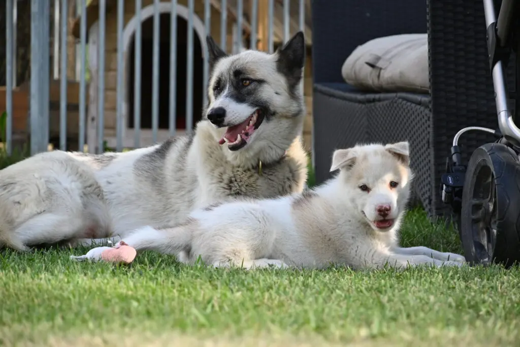 Vivez l’été autrement dans les Hautes-Alpes avec nos chiens de traîneau 🐾 3 Des chiens de chenil allongés devant leur box