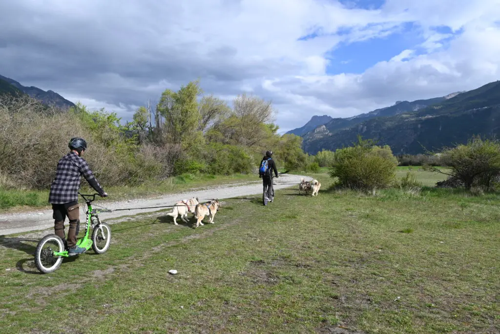 Vivez l’été autrement dans les Hautes-Alpes avec nos chiens de traîneau 🐾 5 DSC 7819