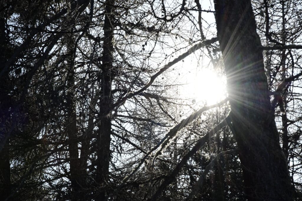 Venez visiter Risoul et le domaine de la Forêt Blanche !