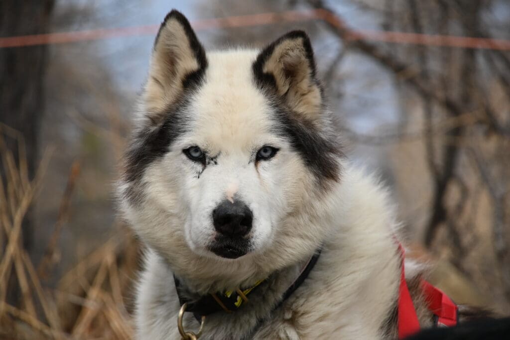 Nos compagnons vous attendent été comme hiver !