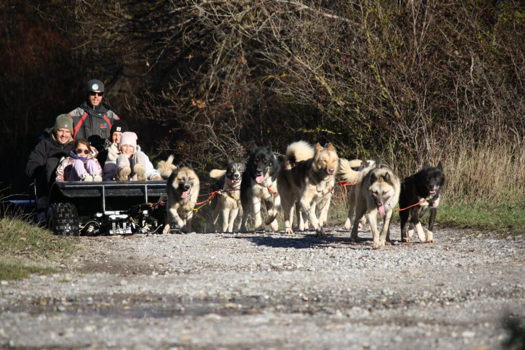Un attelage de cani-kart avec une famille dessus