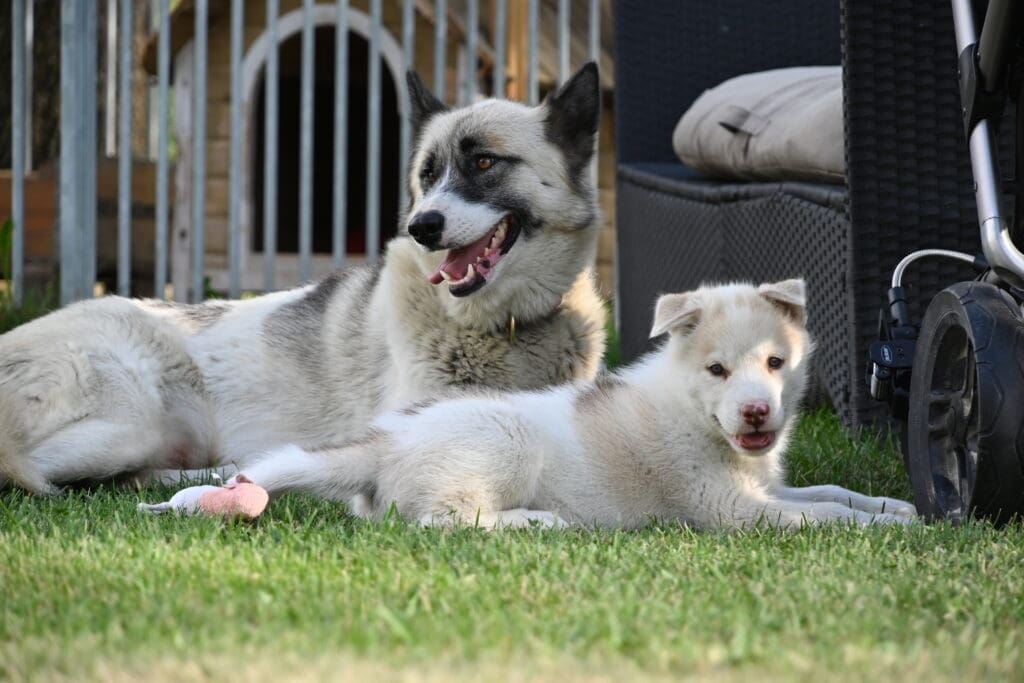 Des chiens de chenil allongés devant leur box